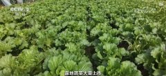秋冬蔬菜出产供应根本较好老苍生的“菜篮子”