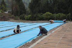 贵州石阡：水稻育秧合理时 机械育秧成首选