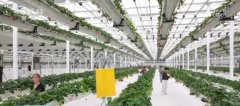 从保守粮食做物到特色经济做物 聪慧农业朝气蓬